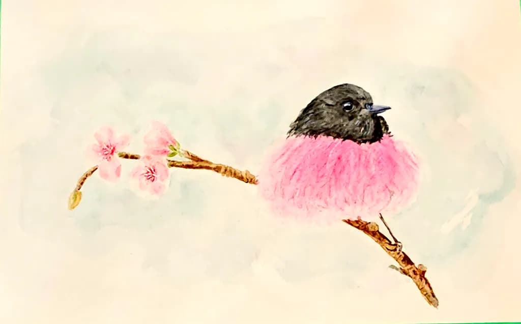 Pink Robin on Cherry blossums