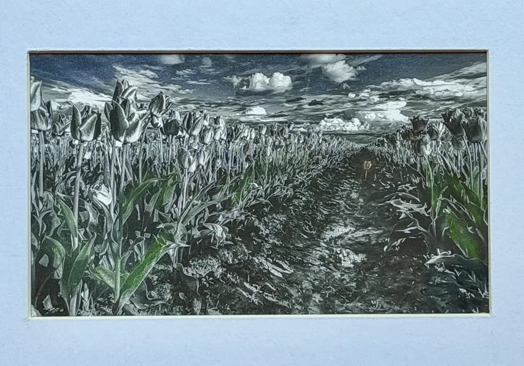 Flower Field Path