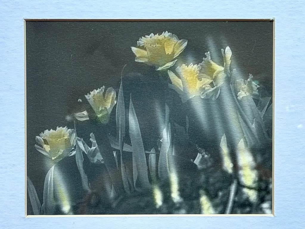 Yellow Flower Glow