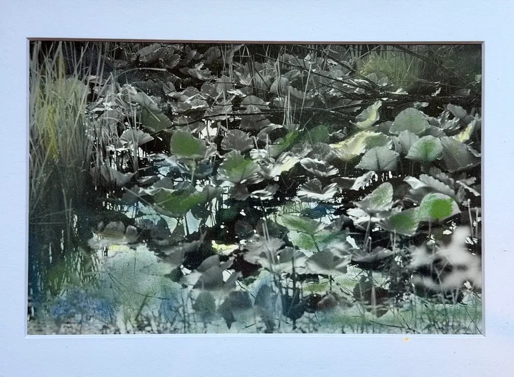 Pond Reflections