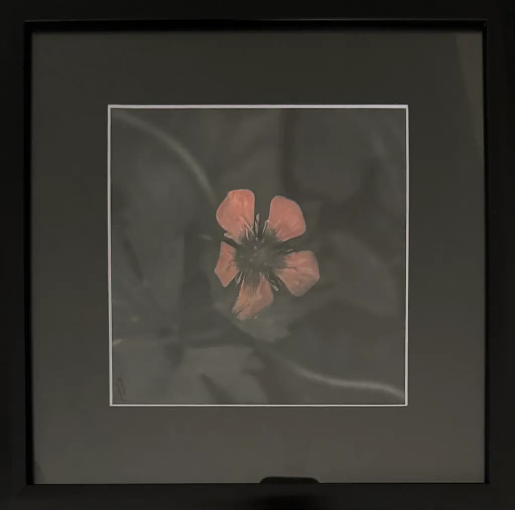 Framed Flower Minimalism