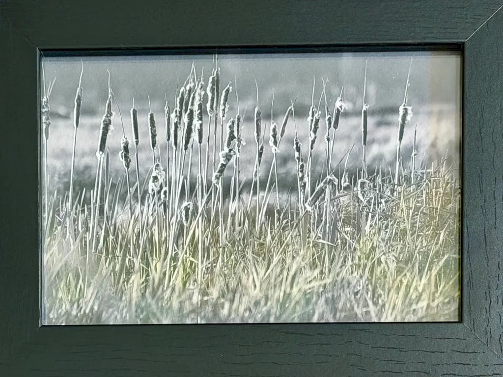 Cattails in Grass