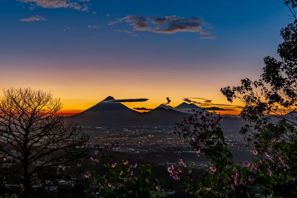 Flores y Siluetas