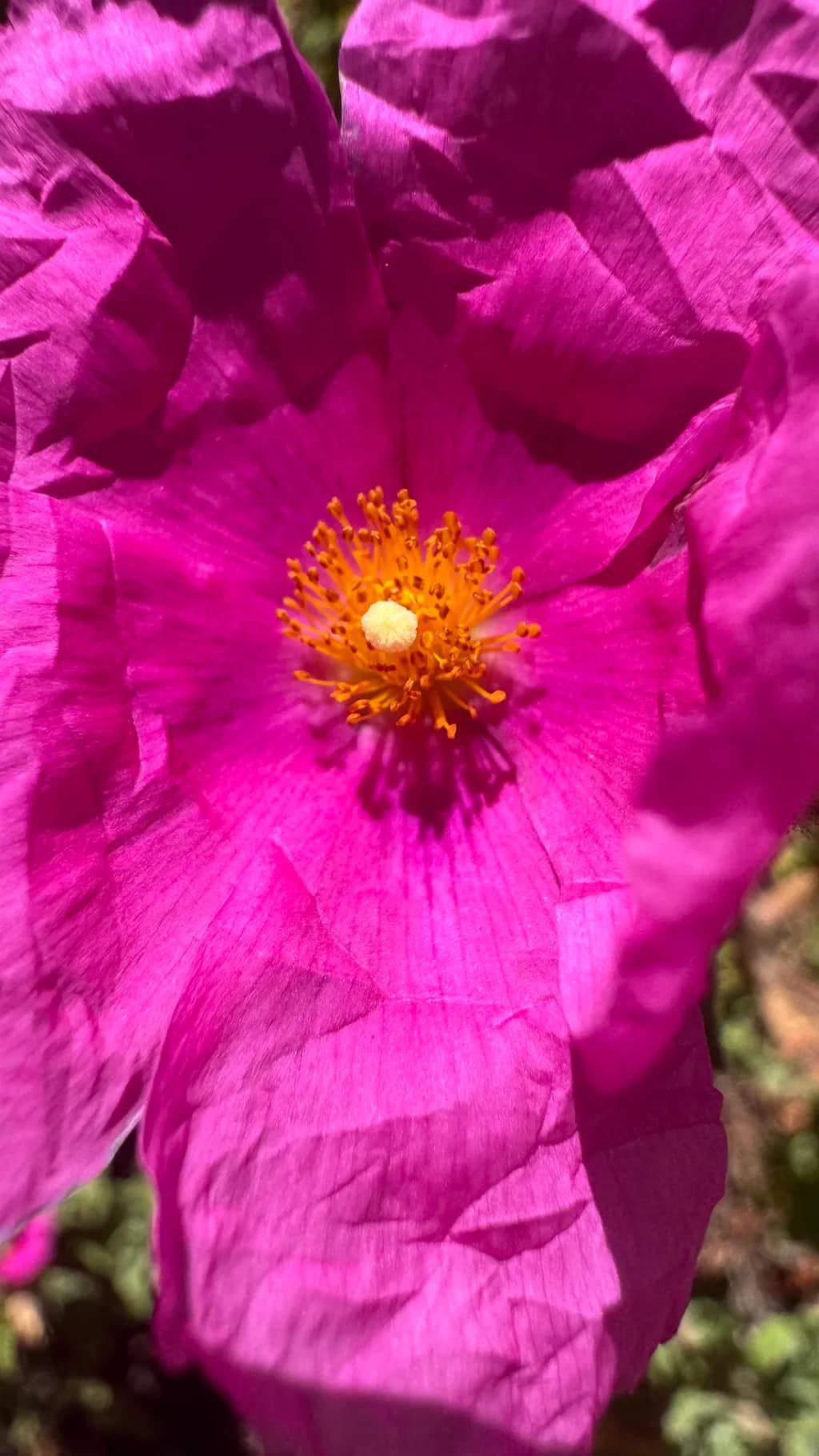 Crimson Bloom