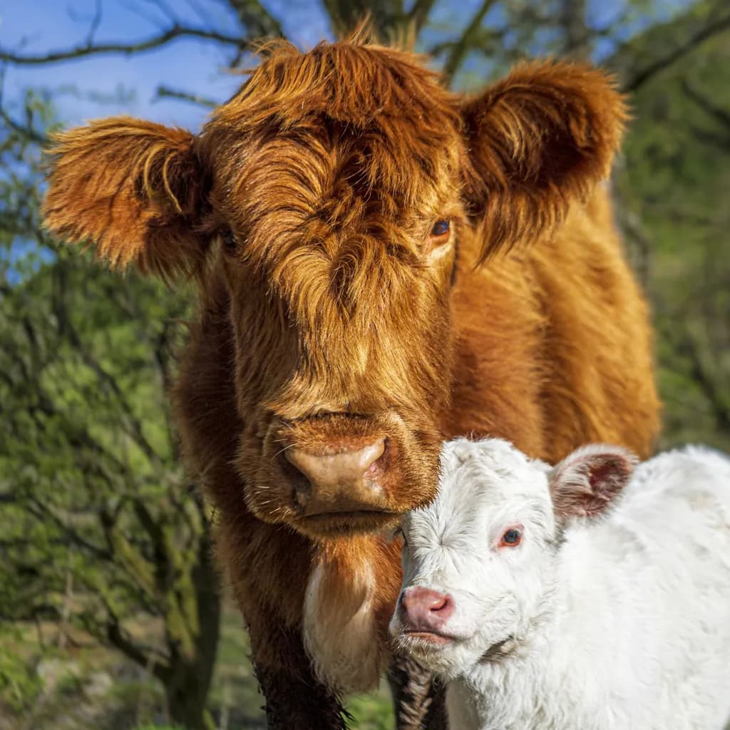 Tender Moments: A Mother and Calf Embrace in Nature's Embrace