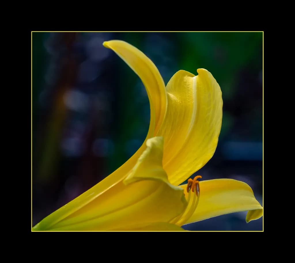 Yellow Lilly