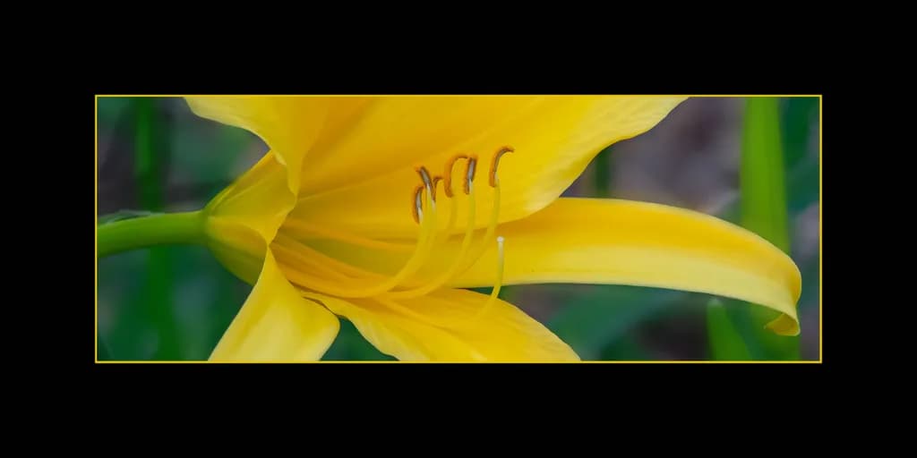 Yellow Lily Close-Up