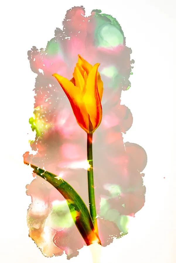 Vibrant Tulip Dreams: A Delicate Dance of Color and Nature