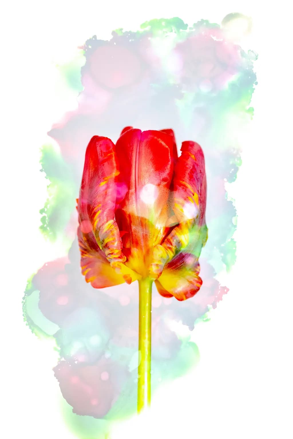 Vibrant Tulip Symphony: A Dance of Color and Light