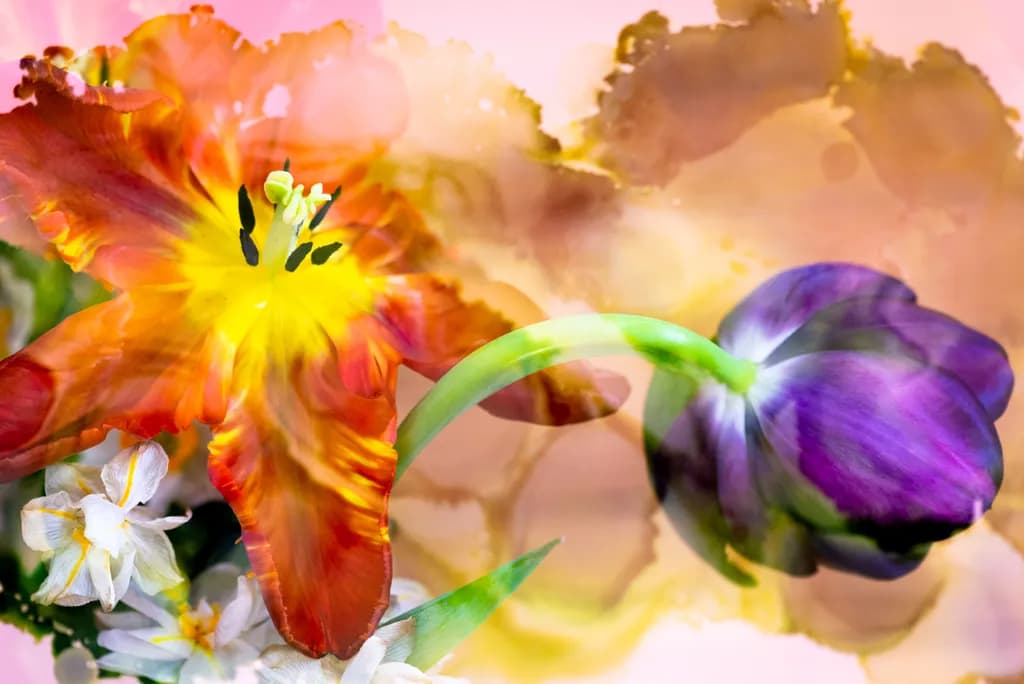 Vibrant Blossoms: A Dance of Colorful Tulips and Whimsical Backgrounds