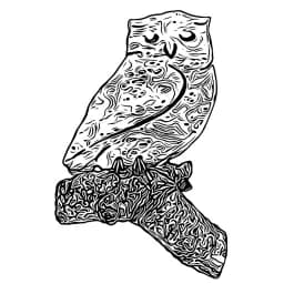 Detailed Owl Illustration