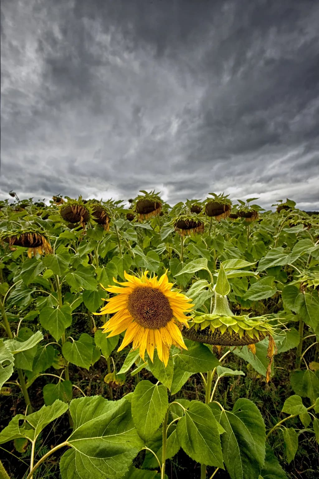 Sunflower Bloom