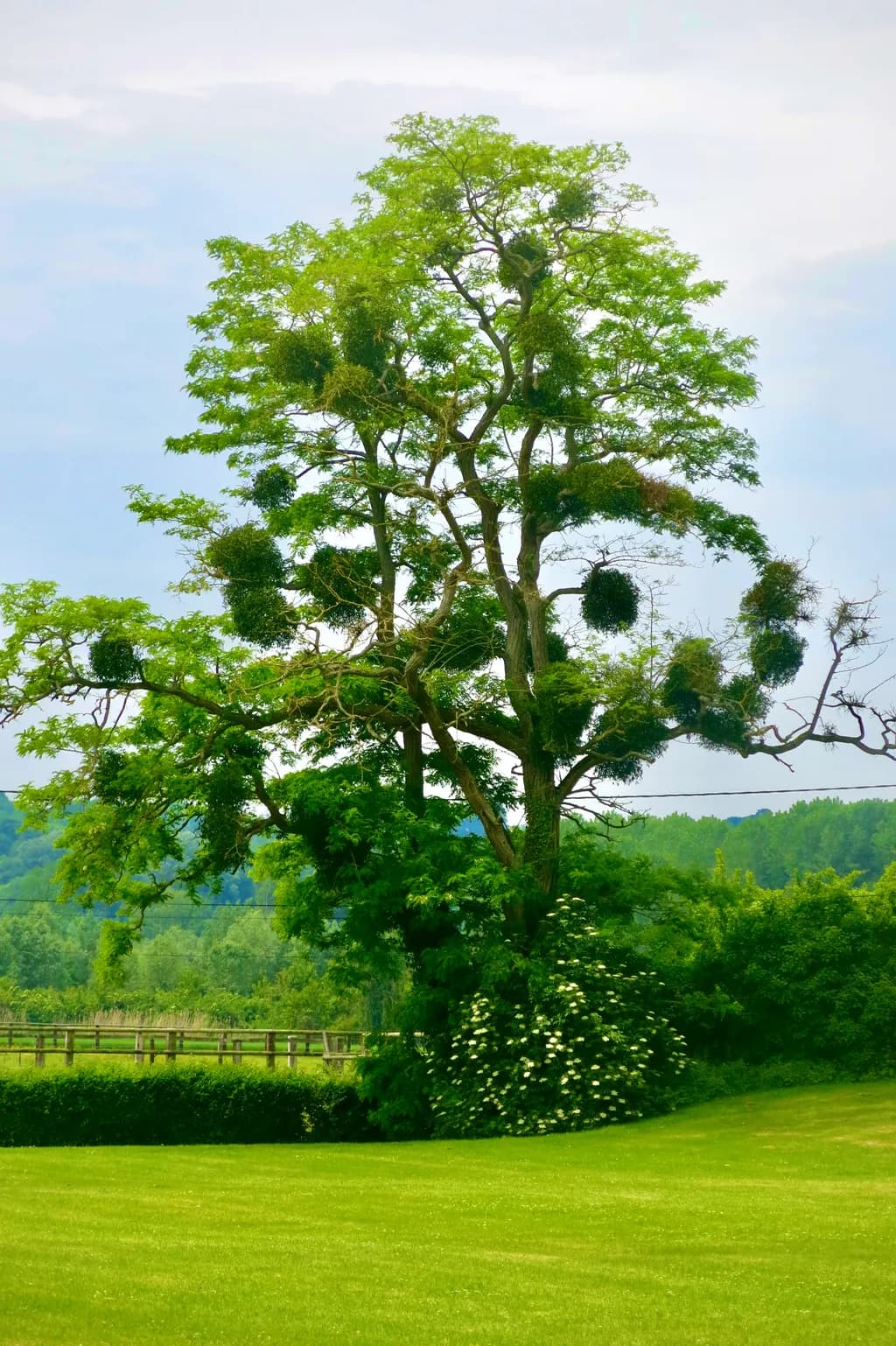 Whispers of Nature: The Majestic Tree in Tranquil Harmony with the Landscape