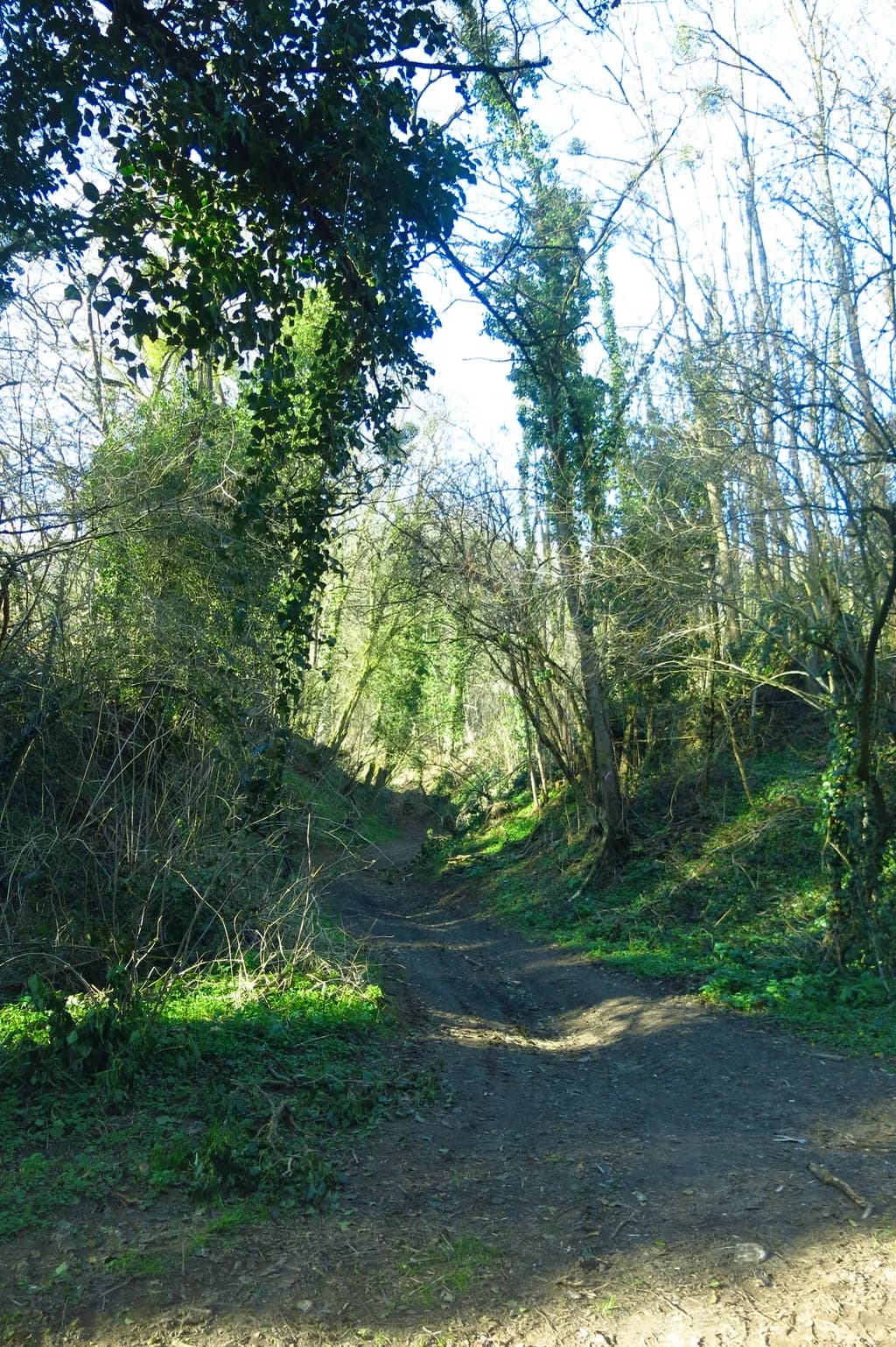 Whispers of Tranquility: A Serene Forest Path Bathed in Sunlight