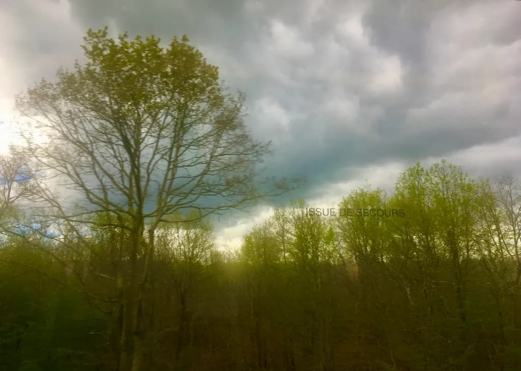 Whispers of Nature: A Serene Landscape Under Overcast Skies