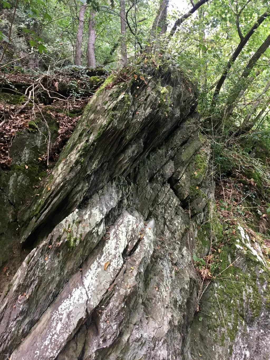 Whispers of the Forest: A Rocky Embrace of Nature's Texture