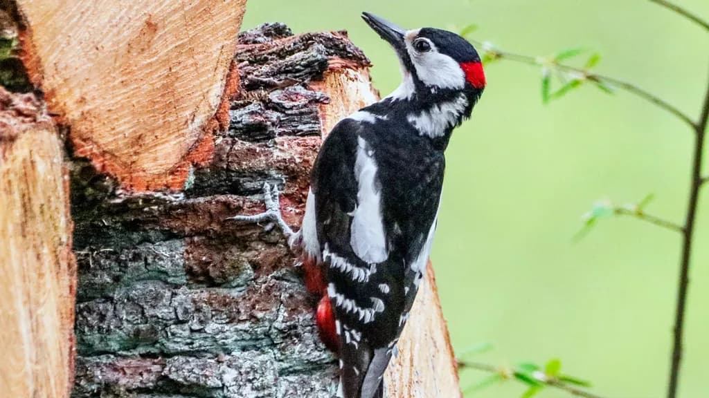 Nature's Artisan: The Striking Woodpecker in Its Element