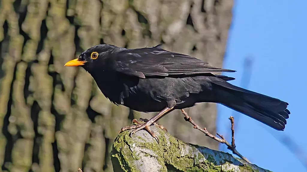 Whispers of Nature: The Majestic Blackbird in Sunlight
