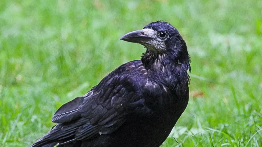 Whispers of the Wild: A Majestic Raven in Nature's Embrace