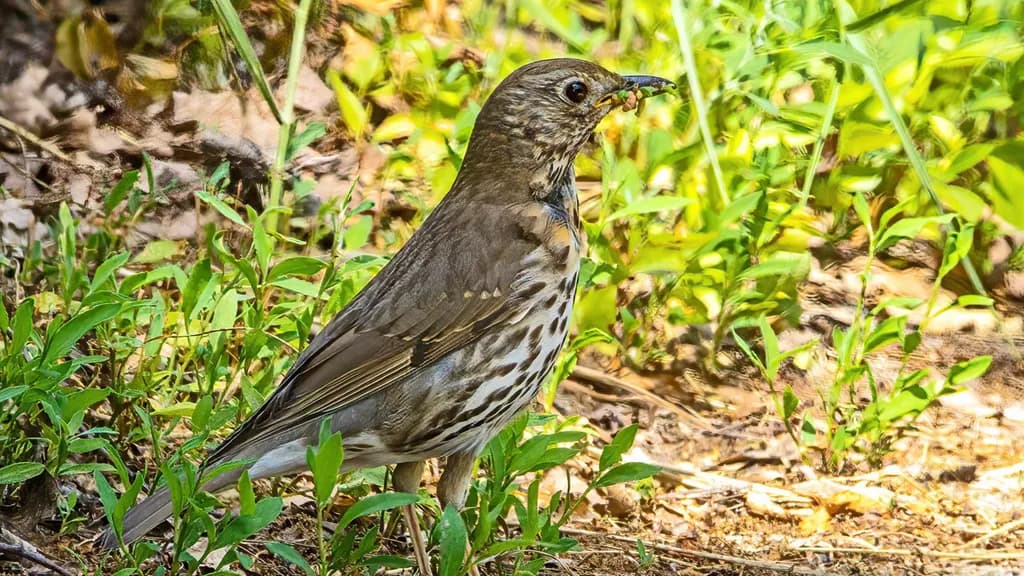 Whispers of the Wild: A Foraging Bird in Its Green Habitat