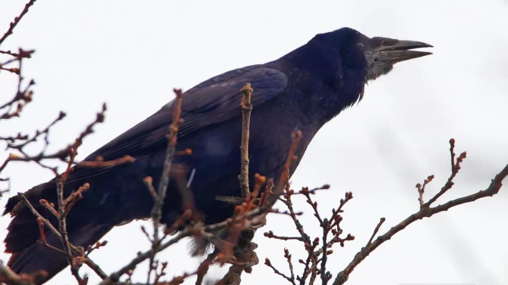 Whispers of the Raven: A Majestic Call Amidst the Branches