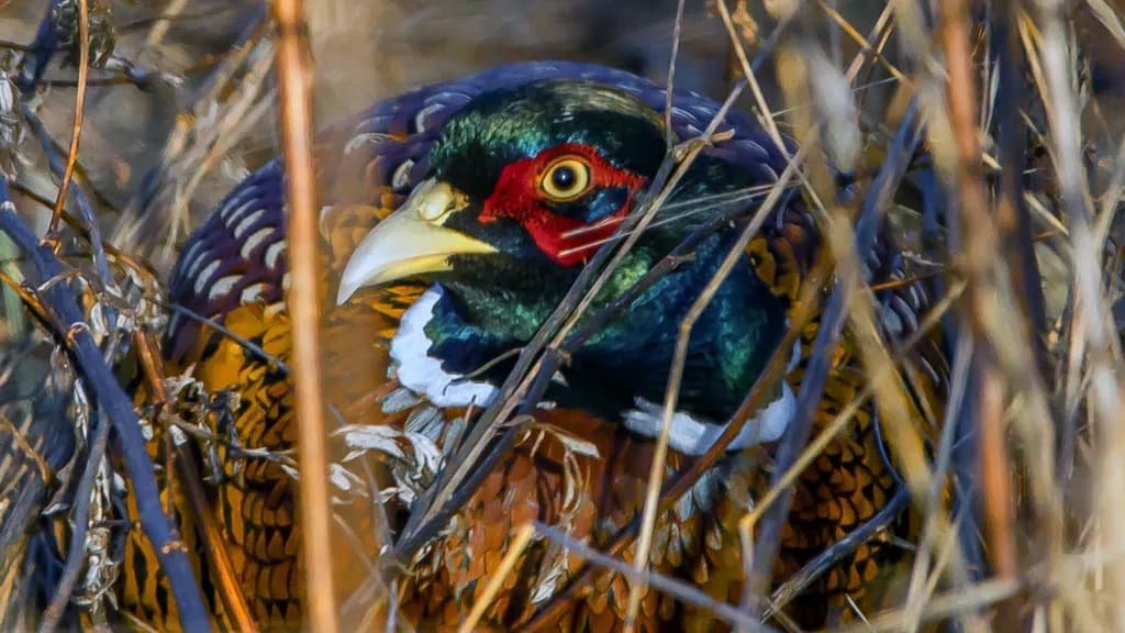 Vibrant Camouflage: The Hidden Beauty of a Pheasant in Nature