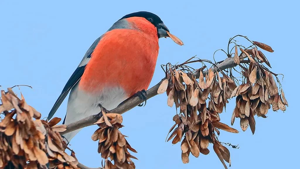 Vibrant Winter Visitor: The Bullfinch Amidst Nature's Bounty