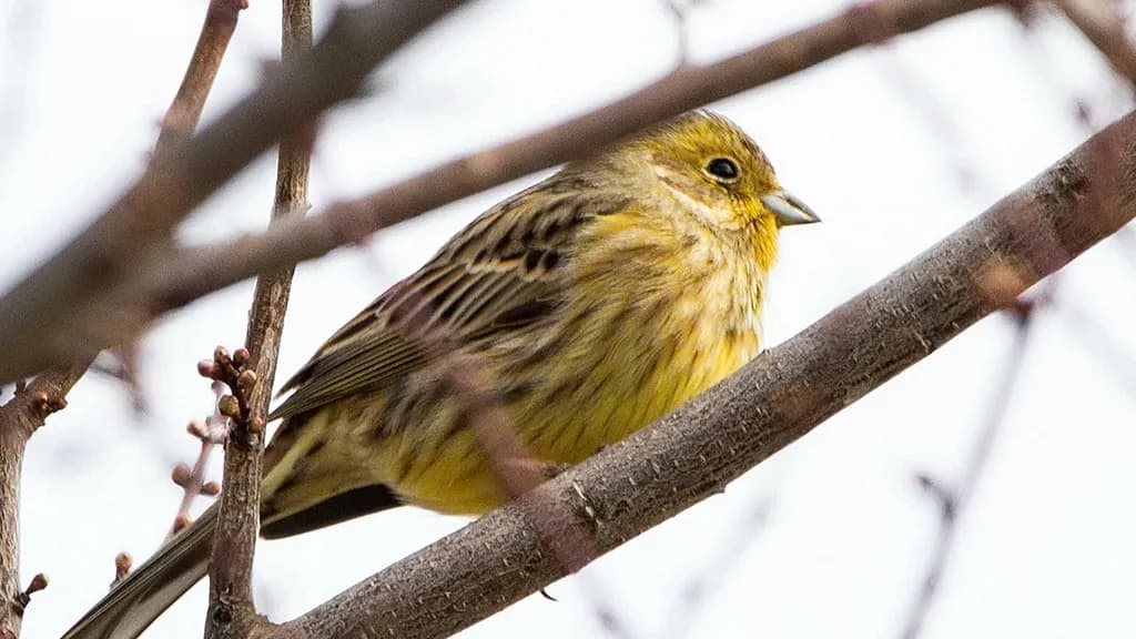 Golden Whispers: A Serene Moment with a Yellow Bird in Nature's Embrace