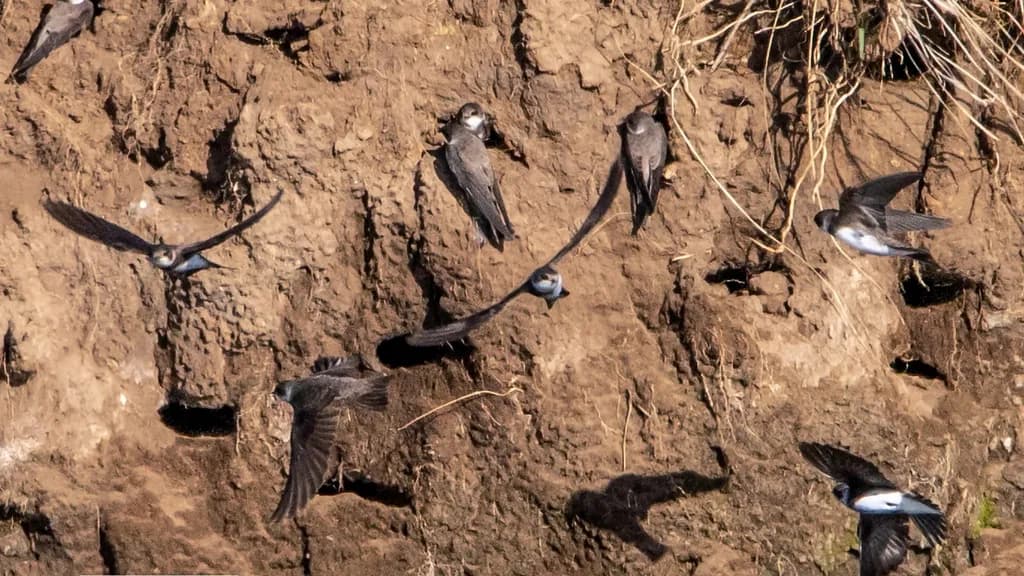 Swallows in Flight: A Dance Above the Cliffside Habitat