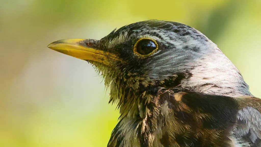 Whispers of Nature: A Close Encounter with a Majestic Bird
