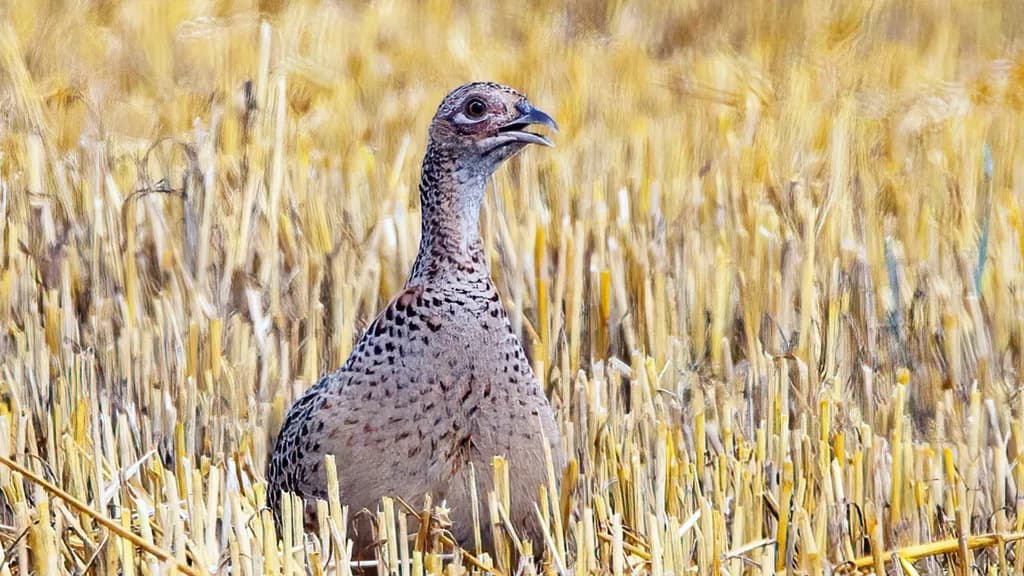 Whispers of the Grassland: A Portrait of Nature's Feathered Beauty