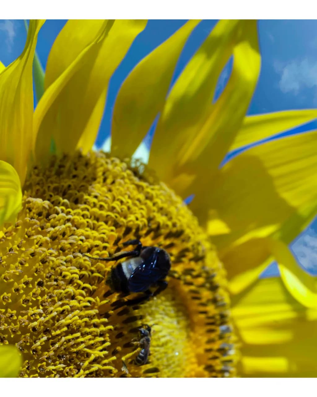 Sunflower 2