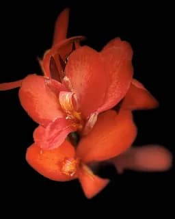 Canna Lily