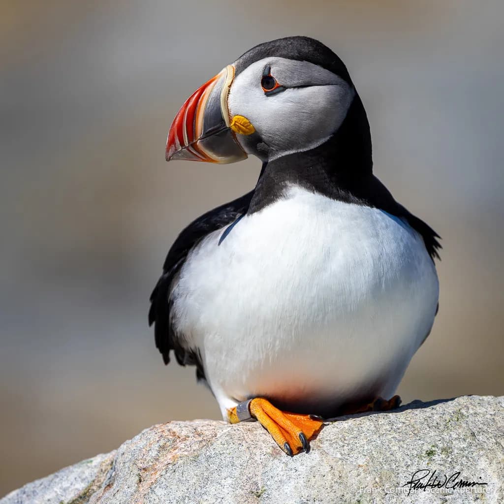 Puffin II