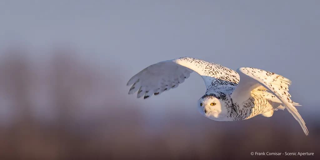 Arctic Owl in Flight