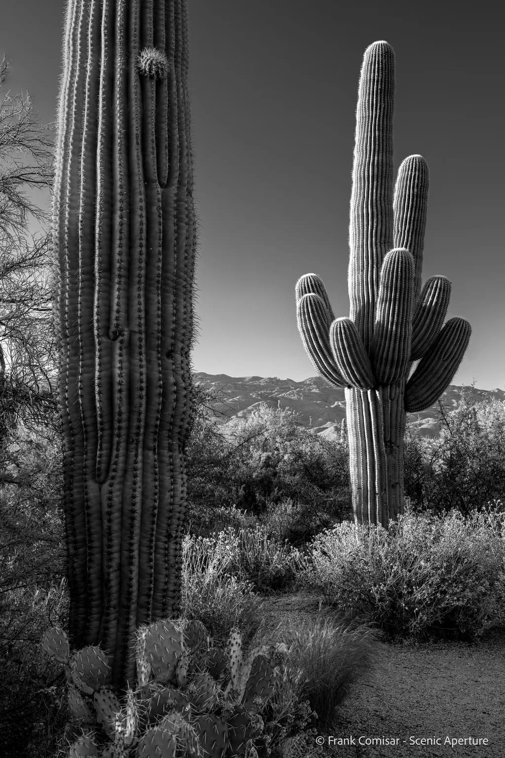 Cactus Giants