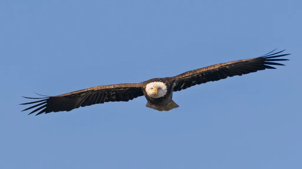 Eagle in Flight