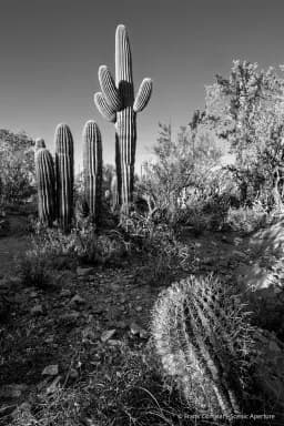 Cactus A