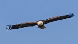 Eagle in Flight