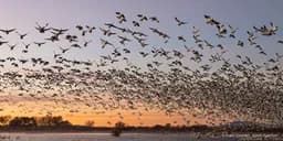 Sunset Migration