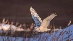 Snowy Owl Flight