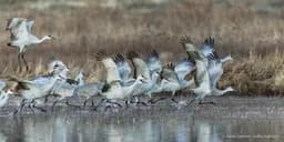 Cranes Take Flight