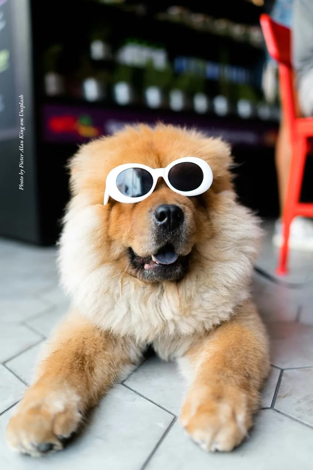 Chic Canine: A Stylish Chow Chow in Sunglasses