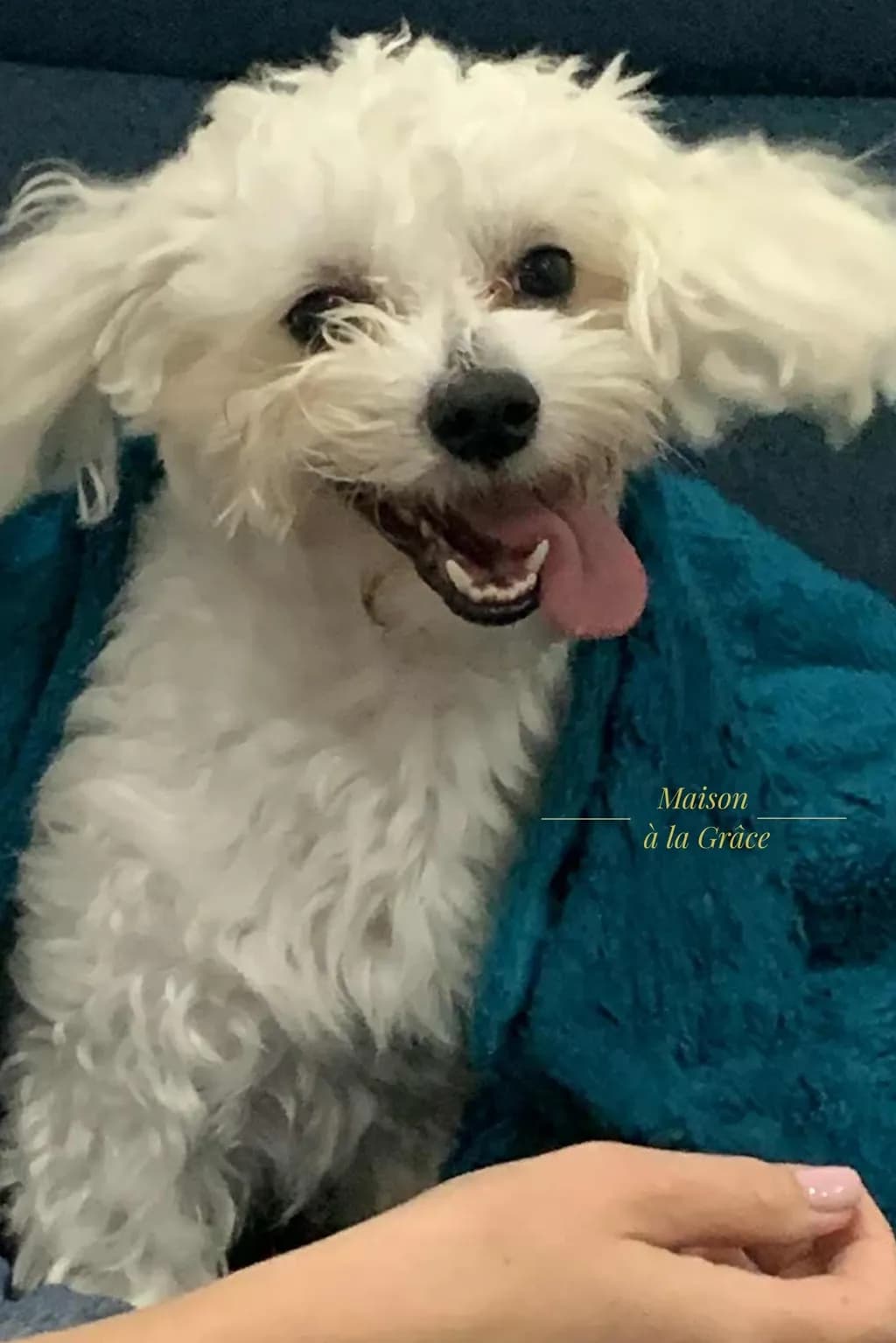 Joyful Whiskers: A Playful Pup's Delightful Moment in Cozy Comfort