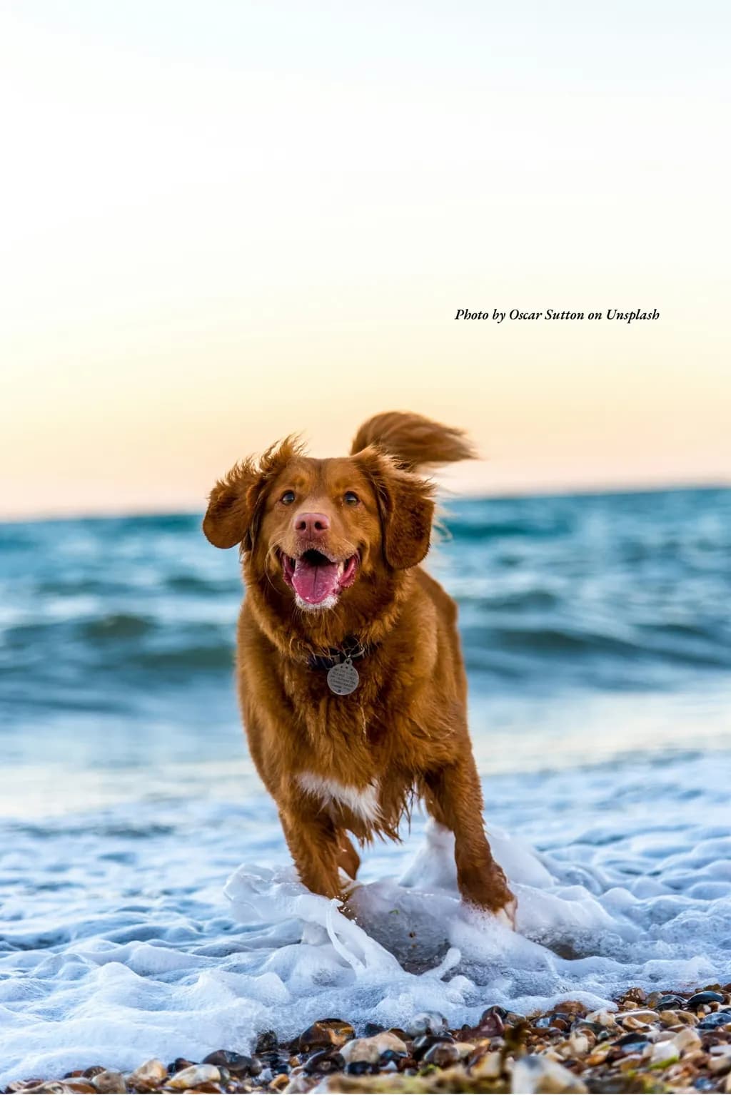 Joyful Splash: A Playful Dog's Beach Adventure
