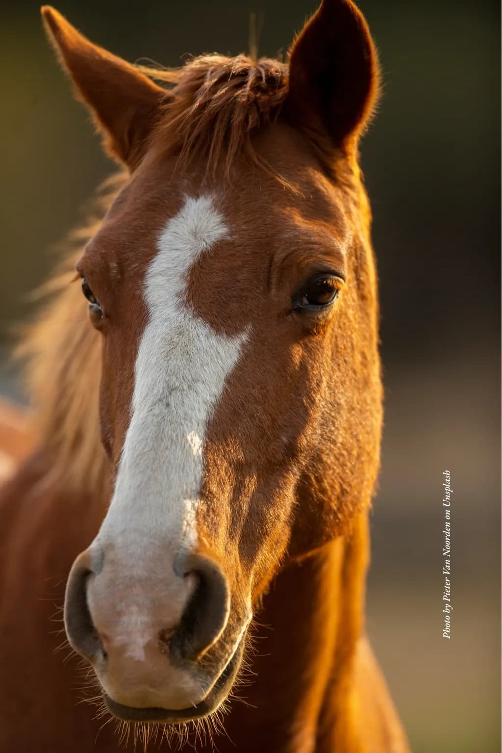 Majestic Equine Gaze: A Portrait of Strength and Grace in Nature's Light