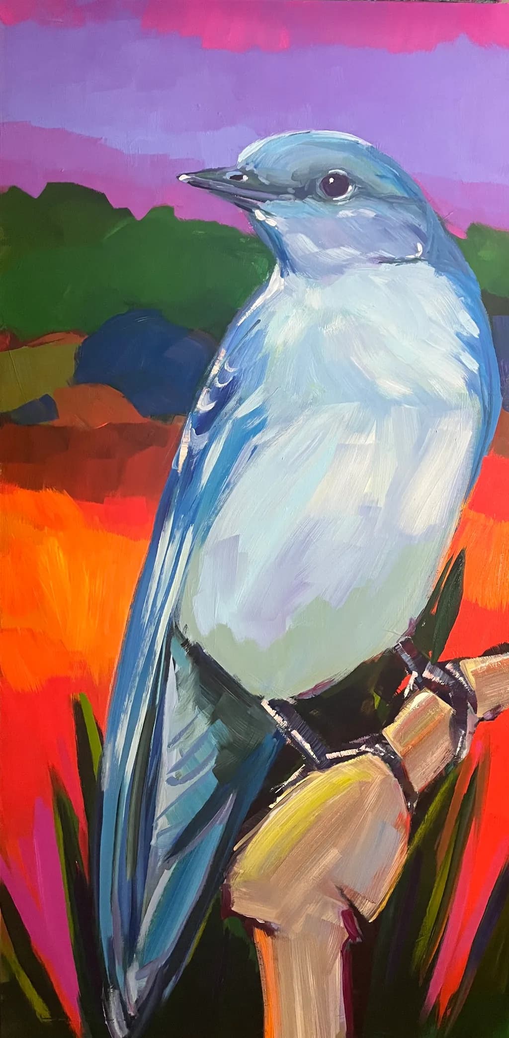 Mountain Bluebird