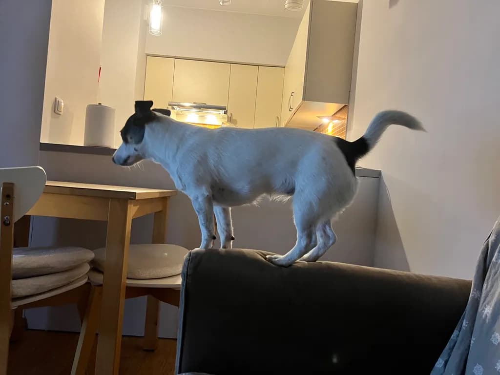 Curious Canine Adventures: A Playful Dog Exploring the Home Sofa