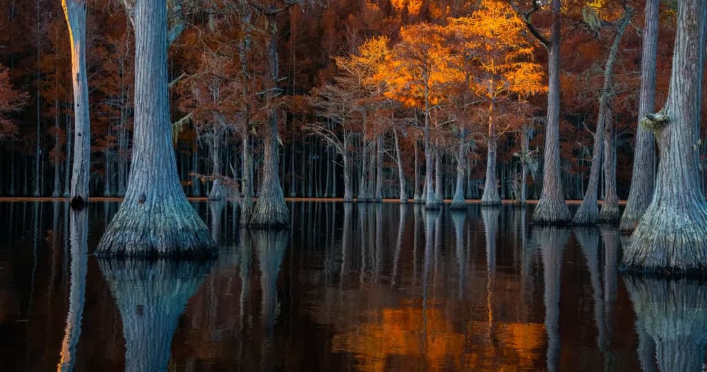 Whispers of Autumn: Reflections in the Cypress Swamp
