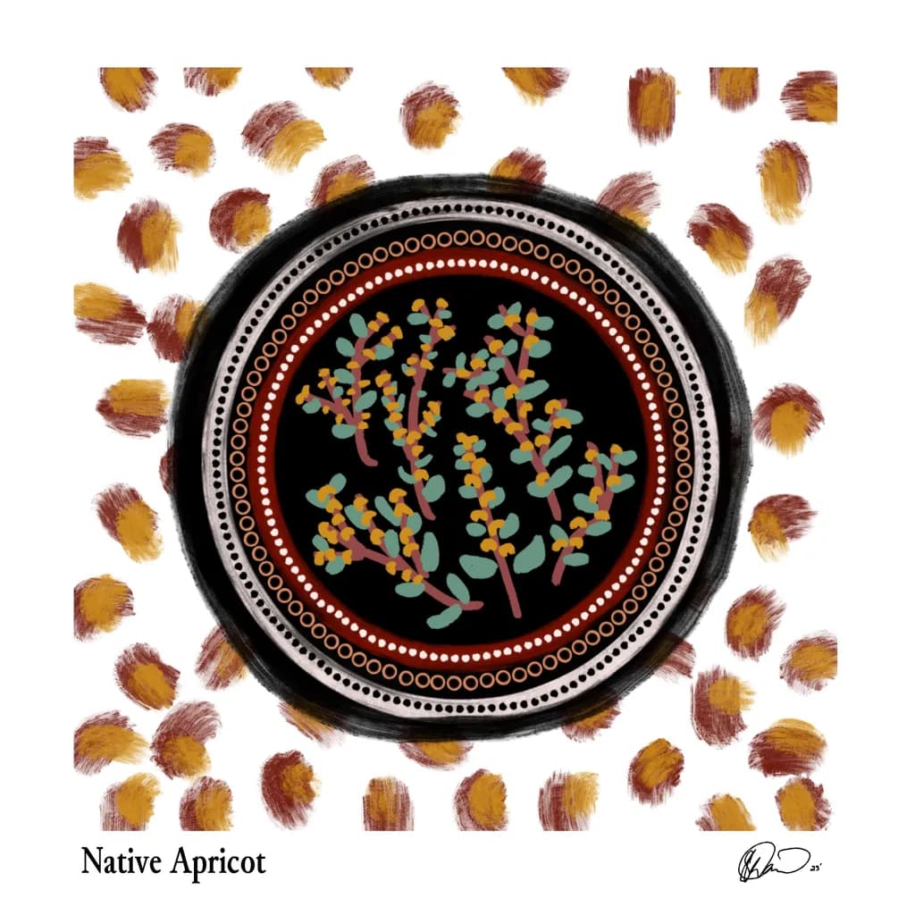 Native Apricot